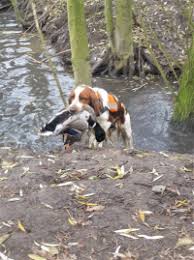 Image result for velššpringršpaněl