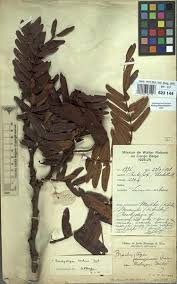 Image result for Brachystegia boehmii