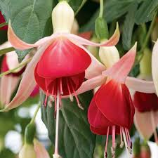 Risultati immagini per Naturaleza perfecta. Fuchsia.