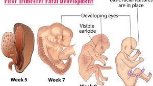 What To Expect In Your First Trimester Of Pregnancy