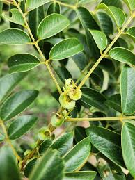 Image result for Senna petersiana