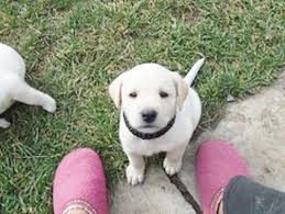 Find the perfect puppy for you and your family. Bend Oregon Breeding White Labrador Puppies Riverforks Labrador Retrievers