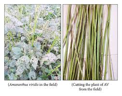 Image result for Amaranthus viridis
