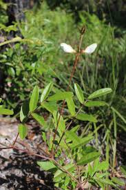 Image result for Galactia