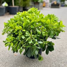 Image result for Pittosporum tobira