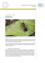Ameisen können als nützlinge oder schädlinge in haus und garten betrachtet werden. Umweltwissen