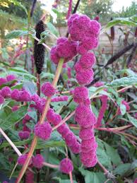 Image result for Amaranthus caudatus