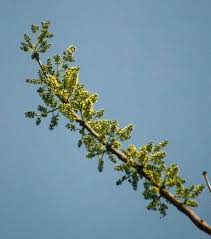 Image result for Combretum adenogonium