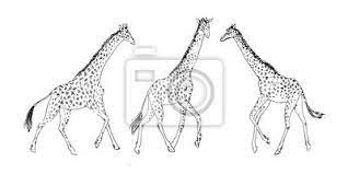Begin by drawing the nose of the giraffe. Hand Drawn Set Of Giraffe Animal Drawing By Ink Outline Sketch Leinwandbilder Bilder Dunne Anmutigen Gemalt Myloview De