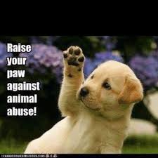 Stop Animal Abuse Baby Animals Pictures Cute Animals Cute Puppies