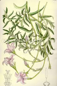 Image result for Wahlenbergia abyssinica