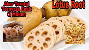 Maybe you would like to learn more about one of these? Akar Teratai Lotus Root Banyak Yang Belum Tahu Enak Di Makan Banyak Manfaatnya Youtube