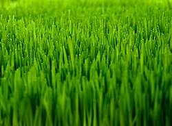 Maybe you would like to learn more about one of these? Zoysia Landscaping Lawn Care And Retaining Walls Between The Edges Augusta Evans Grovetown Ga North Augusta Aiken Sc