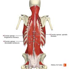 Terms of position & direction. Thoracic Anatomy Physiopedia