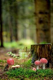  Sya Fin Finiesya00 Profil Pinterest