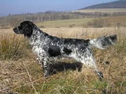 Image result for Velký münsterlandský ohař