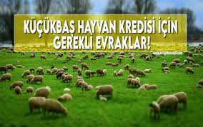 kucukbas hayvan kredisi icin gerekli evraklar nelerdir guncel haziran 2021