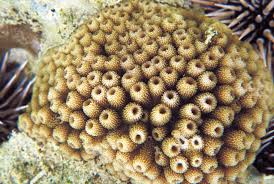 Image result for Ophrestia radicosa