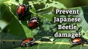 The japanese beetle has become a major pest of crops, lawns, and ornamental plants in missouri. Japanese Beetle Control Damage To Your Lawn And Landscape Youtube