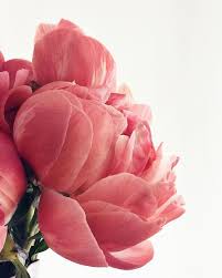 Peonies Are Here Happy Saturday Darlingweekend Wheretofindme Persuepretty Theeverygirl Moringslikethese Peonies Flowers Bountiful Garden