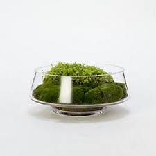 Footed Dish Terrarium Dish Garden Terrarium Plants Planting Flowers