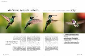 Die flügel der kolibris schlagen 60 mal pro sekunde. Tmm Kolibris Christine Eisl Creative Direction Design