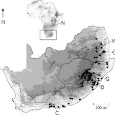 Image result for Disa satyriopsis