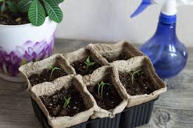When To Start Seeds Growing Your Own Plants From Seed