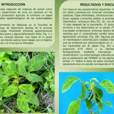 Amor seco, té de milpa. Pdf Desmodium Tortuosum Hospedante Natural Del Carlavirus Del Moteado Suave Del Frijol En Venezuela Desmodium Tortuosum Natural Host Of Cowpea Mild Mottle Carlavirus In Venezuela