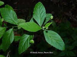 Image result for Sida serratifolia