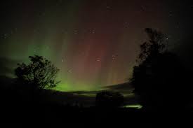 Image result for Sebaea pentandra