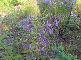 Image result for Isodon ramosissimus