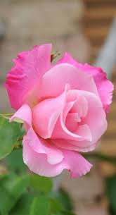 Pin By Rochelle Juetten On Roses Flowers Beautiful Flowers Beautiful Pink Roses Hybrid Tea Roses