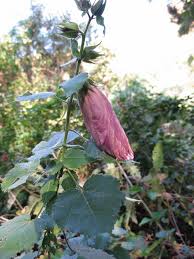 Image result for Abutilon longicuspe