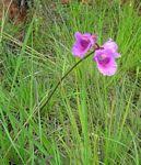 Image result for Eulophia cucullata