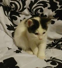 Real estate experts in oregon. Manx Cats For Sale Lebanon Or 246389 Petzlover