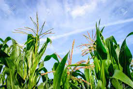 We did not find results for: Corn Field Maize Flowers With Blue Sky Background Stock Photo Picture And Royalty Free Image Image 85854725