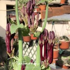 Image result for Ceropegia simplex