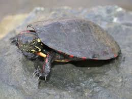 Most painted turtles reach sizes between 5 and 7 inches. Species Profile Painted Turtle Chrysemys Picta Srel Herpetology