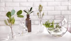 Lucky bamboo is known to. Gardening Tips To Grow Beautiful Indoor Plants In Water