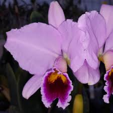 Image result for Angraecum moandense