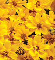 Image result for Bidens kirkii