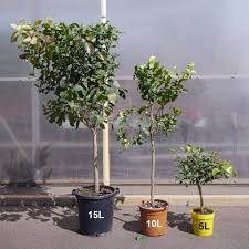 I am delighted to hear that you had a memorable stay with us. Lemon Tree 4 Seasons Buy Lemon Tree 4 Seasons Citrus Limon 4 Saisons