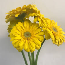 La semplicità che da sempre è legata a questo piccolo fiore di campo, non ha la margherita è una pianta erbacea perenne che cresce spontaneamente nei prati ed appartiene alla famiglia delle asteracee. Mazzo Mono Tipo Gerbera