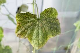 Image result for whitefly in cucumber