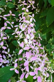 Image result for Congea