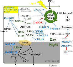 Soluble starch synthase iv defective mutants of arabidopsis thaliana suggests a novel function of elongation enzymes in the control of starch granule formation. Exploring Regulatory Networks In Plants Transcription Factors Of Starch Metabolism Peerj