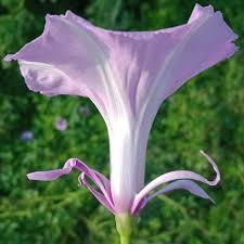 Image result for Ipomoea fulvicaulis