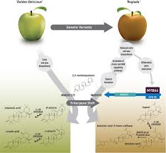 Use a large collection of free cursors or upload your own. Differential Regulation Of Triterpene Biosynthesis Induced By An Early Failure In Cuticle Formation In Apple Horticulture Research
