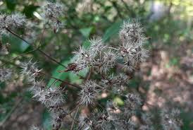 Image result for Ageratinastrum